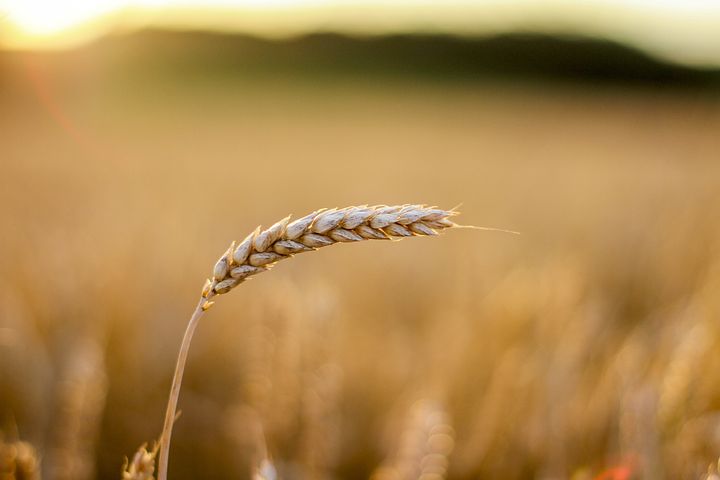 Review of Wheat Markets in 2024 and Forecast for 2025